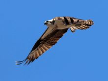 Loved the wings feathers on this one
