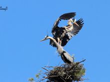 Courtship