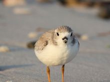 Semi palmated plover (I think) Sand on his nose/bill. Notice his bill is not orange and there is no black ring around his neck or marking on his head.
