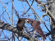 Relocating.  Birds in flight always a challenge. So little time to catch them....