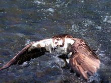Flew right by me with a very determined look in his eye!
