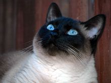 Simon looking up Blue.jpg
