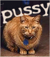 cat.gif