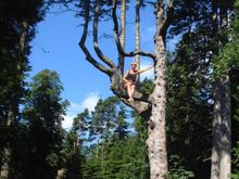 Arran II - Penny up the tree.