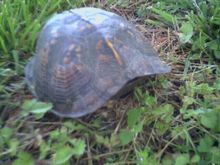 turtle.jpeg