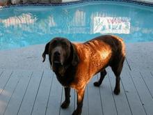 050611 Coco.JPG