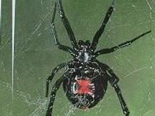 Black Widow4.jpg