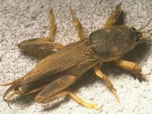 MoleCricket2.jpg