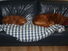 Caffrey and Pepe Pics