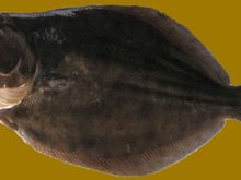 Massive Flounder!