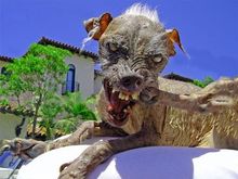 ugliest-dog-3.jpg