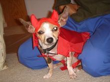 my lil devil