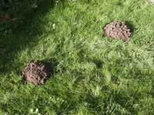 Moles 2