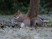 Ashridge 020.jpg