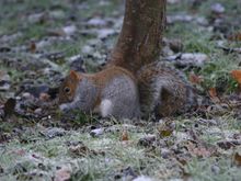Ashridge 019.jpg