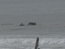 051125 Two dolphins 4358.JPG