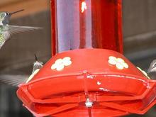 060322 three hummers 5486.JPG
