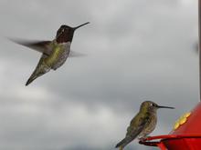 060329 hummers 5550.JPG
