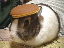 pancake bunny.jpg