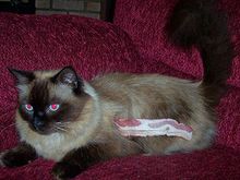 cattapebacon3.jpg