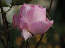DSC_1142.JPG