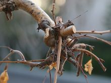 IMG_2700_sm.jpg
