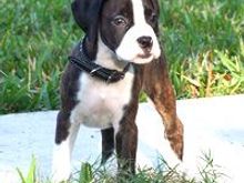 puppy.jpg