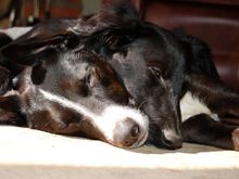 on the rug3.JPG