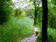 Bluebonnets 2007-4