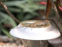 IMG_1054.jpg