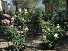 DSC_3442 070513 Rose garden.JPG