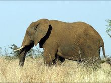 elephant-side.jpg