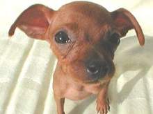 the_dog10_2.jpeg