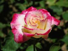 DSC_4430 070630 Double Delight rose.JPG