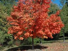 DSC_6040 071021 red tree Dulles.JPG