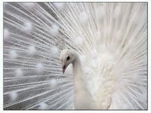 Albino peacock 2.jpg