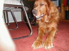 Dogs3-200002.JPG