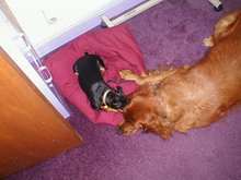 Dogs 8-0018.JPG