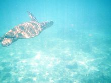 seaturtle Kauai -Aug 2002.JPG