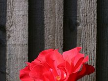 IMG_4209.JPG