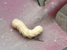 Yard 2008 foreign slug 002.jpg