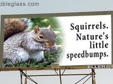 Squirrels.jpg