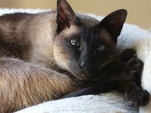 IMG_1478 Zoro.jpg