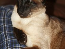 IMG_3404 Zoro toupe.jpg