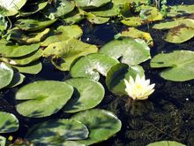 13 pond.jpg
