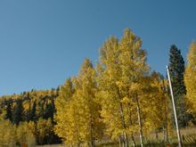 Aspens 099.jpg