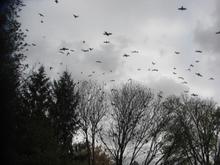 Birds 01.JPG