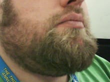 Beard-crop3weeks
