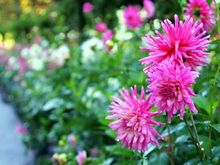 Butchart Gardens flowers.jpg