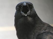 american-crow.jpg